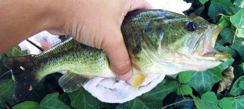 Black-Bass