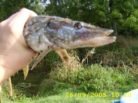 Brochet