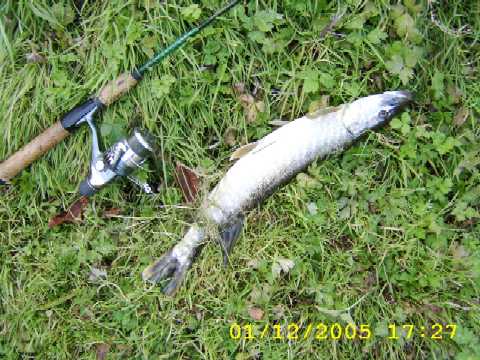 Brochet