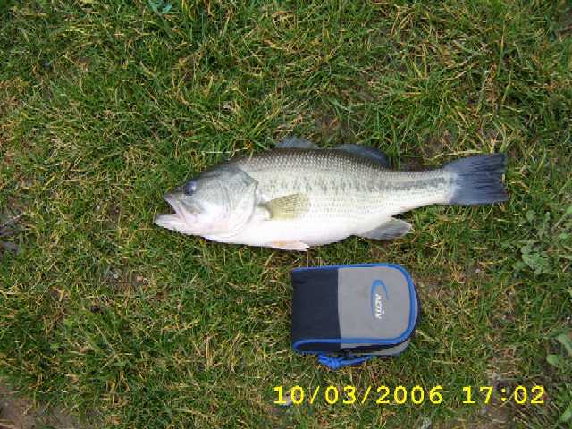 Black-Bass