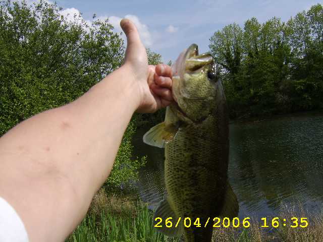 Black-Bass