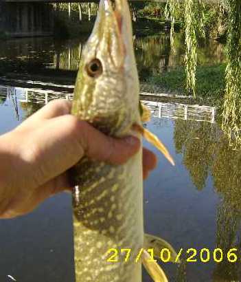 Brochet