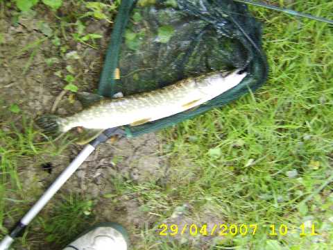 Brochet