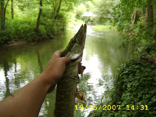 Brochet