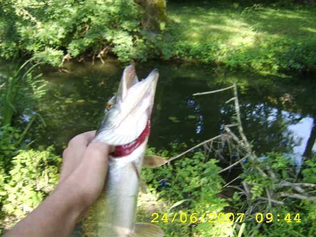 Brochet