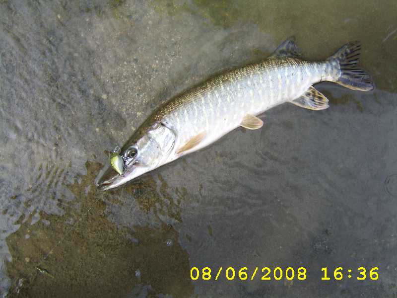 Brochet