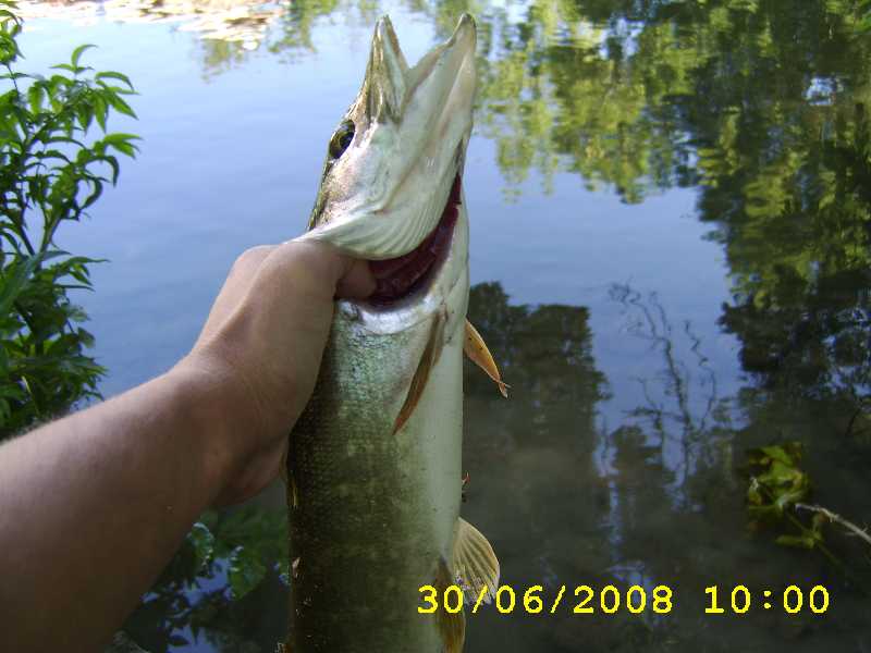 Brochet