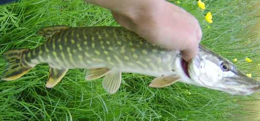Brochet